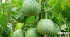 绿宝石瓜的种植技术 绿色的瓜是什么水果
