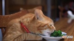 短毛猫可以吃的10种水果 短毛猫猫咪能吃蓝莓吗