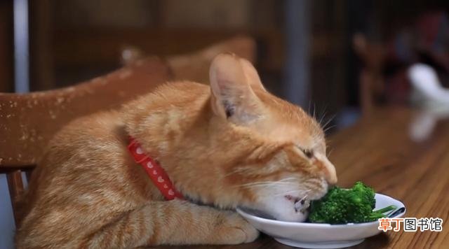 短毛猫可以吃的10种水果 短毛猫猫咪能吃蓝莓吗