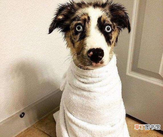 给狗狗洗澡需注意的事项 狗狗打疫苗多久能洗澡洗头