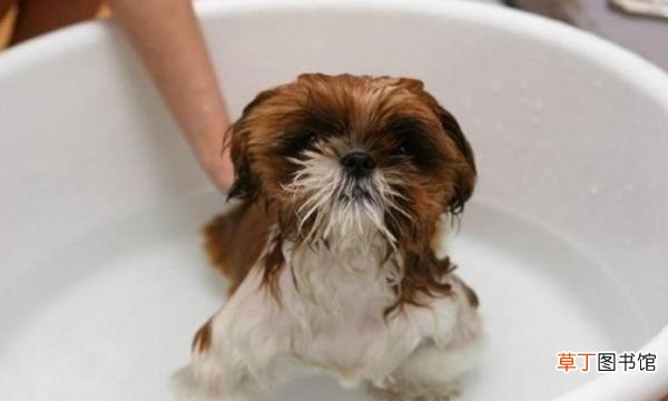 给狗狗洗澡需注意的事项 狗狗打疫苗多久能洗澡洗头