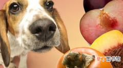 盘点狗狗可以吃的水果清单 泰迪狗可以吃香瓜吗