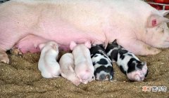 母猪产后护理步骤分享 母猪的产后护理应该怎么做