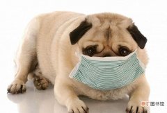 狗狗得了犬窝咳的治疗方法 狗狗犬窝咳用什么药最好呢