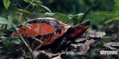乌龟常见疾病介绍 龟皮裂口是什么原因引起的