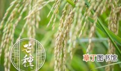 稻是什么季节成熟 水稻什么时候成熟
