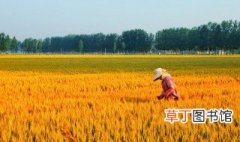 稻谷啥季节成熟 稻香什么季节成熟