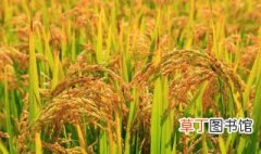 东南亚一年种几季水稻 东南亚什么季节水稻成熟
