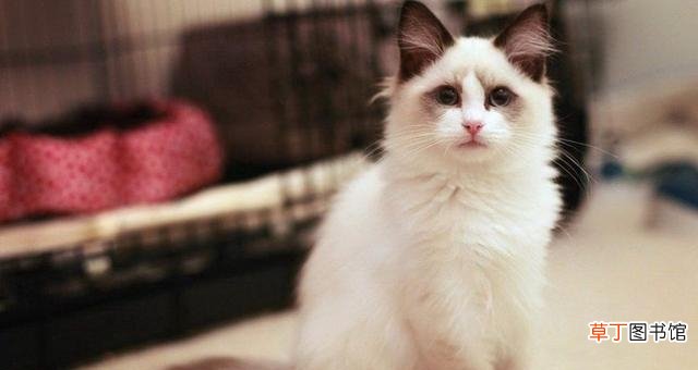 盘点五种优雅高贵的长毛猫 长毛猫有哪些品种