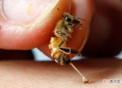 揭示残忍的生存策略 蜜蜂蛰人蜜蜂会死吗为什么