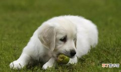 盘点狗狗不宜食用的食物 狗吃洋葱会对它有什么影响