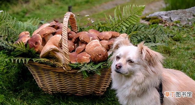 盘点狗狗不宜食用的食物 狗吃洋葱会对它有什么影响
