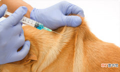 打完疫苗狗狗上吐下泻的原因 打完疫苗狗狗上吐下泻能自愈吗