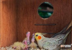 玄凤鹦鹉繁殖的建议收藏 玄凤鹦鹉多大可以繁殖