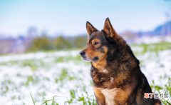 狗狗缺钙吃的药物参考 狗狗吃什么补钙最快