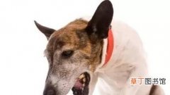 狗狗窒息的急救方法 狗气管里呛东西能自己出来吗