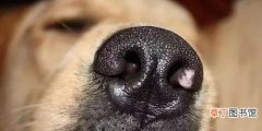 狗狗鼻子干的4个原因 狗狗鼻头干是病了吗