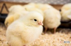孵化小鸡需要的温度 孵鸡蛋温度和湿度是多少?
