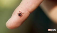 如何预防和灭杀蜱虫的方法分享 家里有蜱虫怎么才能彻底消灭