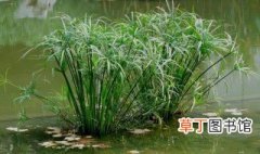 旱伞草的养殖方法介绍 旱伞草水培方法