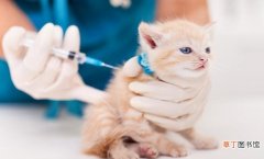 猫咪疫苗注意事项 猫咪疫苗一共要打几针多少钱