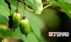 狗枣猕猴桃的吃法技巧 狗枣猕猴桃的吃法技巧有哪些