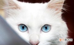猫咪向你眨眼睛的原因分析 猫咪眨眼睛代表什么意思