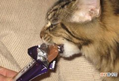 猫为什么不能吃巧克力 猫能不能吃巧克力