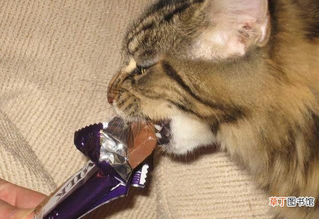猫为什么不能吃巧克力 猫能不能吃巧克力