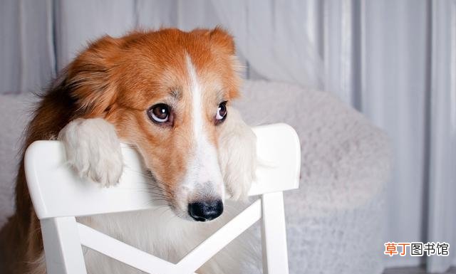 导致狗狗患脑膜炎的原因分析 狗狗脑炎是怎么引起的