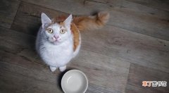 猫咪厌食不吃饭原因分析 猫咪突然不进食无其它症状怎么回事