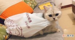 猫咪为什么喜欢舔塑料袋 猫咪舔塑料袋子怎么回事