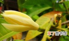 黄果兰花养殖方法 养护黄果兰的教程