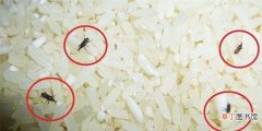 不生虫子不发霉保存方法 大米里面长了黑色的虫子还能吃吗