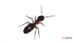 蚂蚁是如何进入家里的 室内杀蚂蚁用什么药效果最好