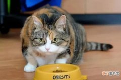 不同体重猫猫喂食分量 成年猫一天吃多少猫粮正常