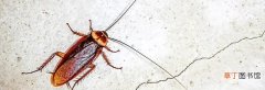 如何科学的消除小强 踩死的蟑螂会自己消失吗