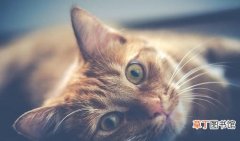 猫咪流眼泪的6种原因 猫流泪是什么原因造成的