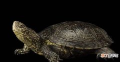 乌龟壳发白的原因及办法 乌龟壳发白是怎么回事