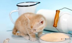 养幼猫的试用品注意事项 怎么教猫从奶瓶改吃碗
