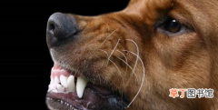 狗得狂犬病的五大症状 携带狂犬病的狗能活多久