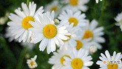 9种花朵颜色及含义 白色的花代表什么意思