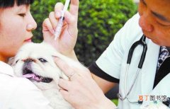 狗狗疫苗注射时间及注意事项 小狗出生后多久打疫苗
