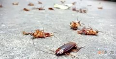 蟑螂的危害及解决方法 家里有很多蟑螂怎么办能根除