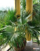 特别有热带风情的5种棕榈植物 棕榈科植物有哪些品种