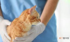 猫接种疫苗的注意事项有哪些 猫要打什么疫苗呢