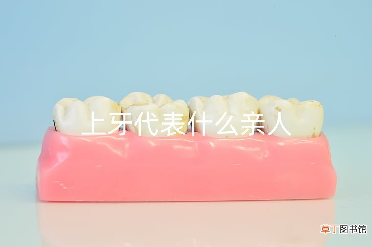 上牙代表什么亲人 牙齿对人运势有影响吗