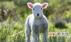 属羊最好出生日 属羊的人哪个日期出生的比较好