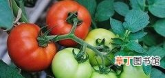 西红柿种植四个阶段介绍 番茄的生长过程是怎么样的