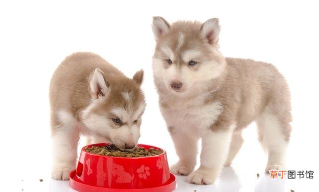 如何饲喂幼犬才更健康 3个月小狗一次喂30粒狗粮吗